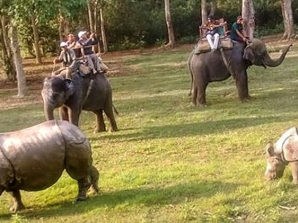 Jungle safari in Nepal