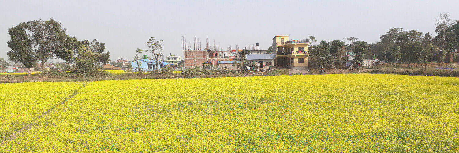 Mustard fields, Chitwan 